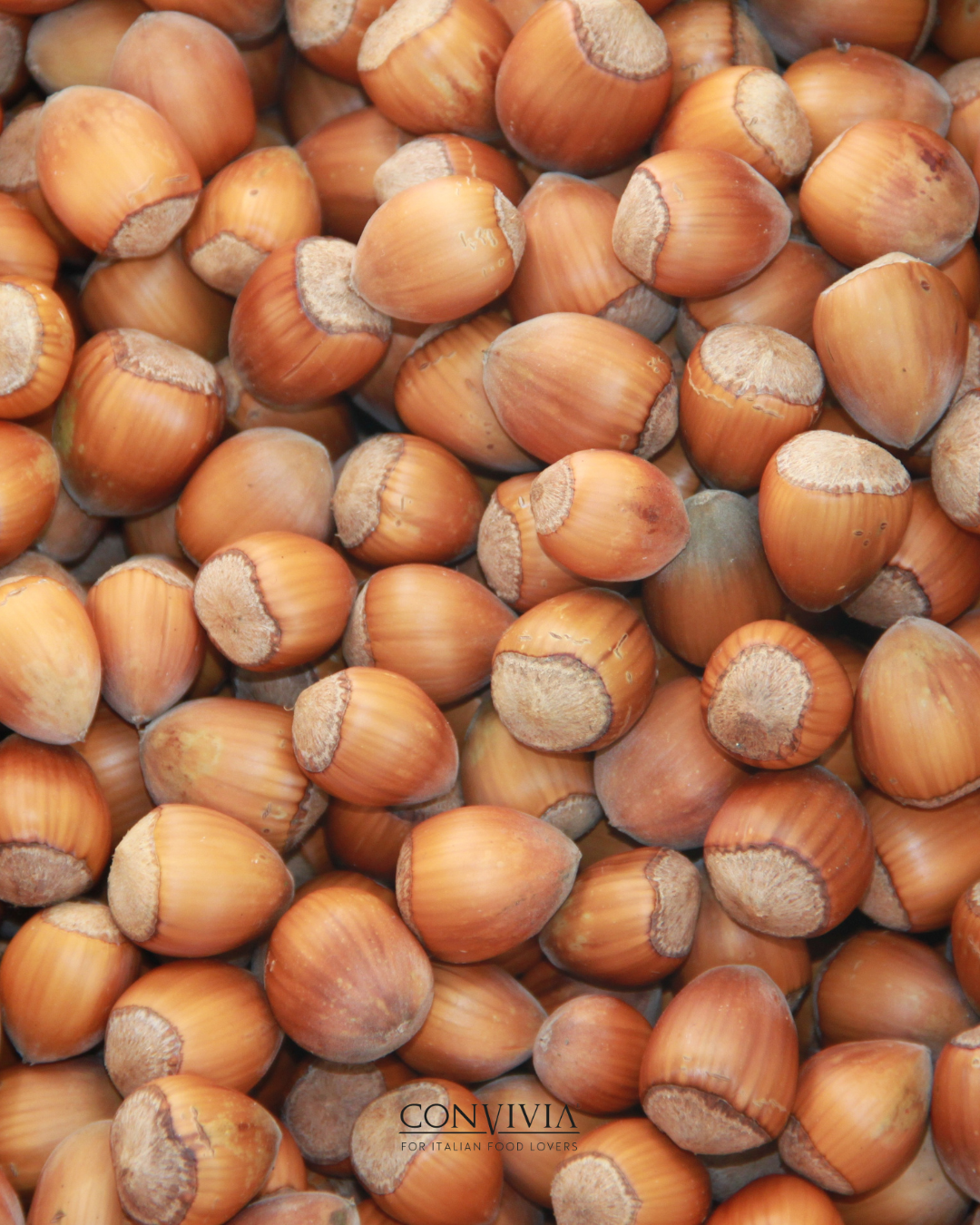 CONVIVIA for italian food lovers - 30 % Haselnusscreme mit Kakao, 1 kg - UBSBOT.eu - Fine things for you